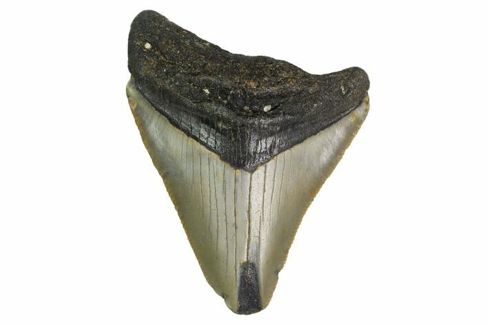 Bargain, Megalodon Tooth - North Carolina #152832